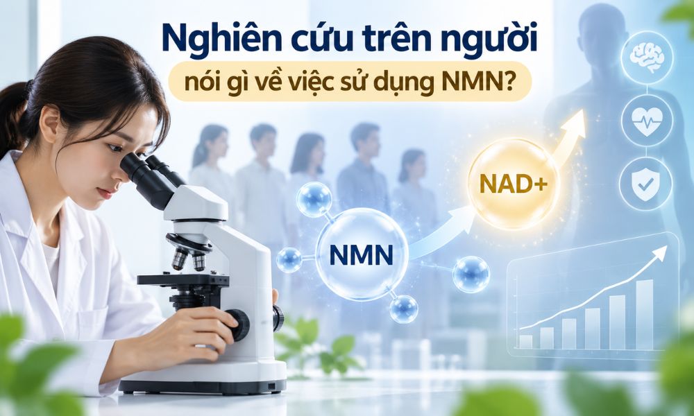 Nghiên cứu trên người nói gì về việc sử dụng NMN, bằng chứng lâm sàng về NMN và khả năng làm tăng NAD+ trong máu