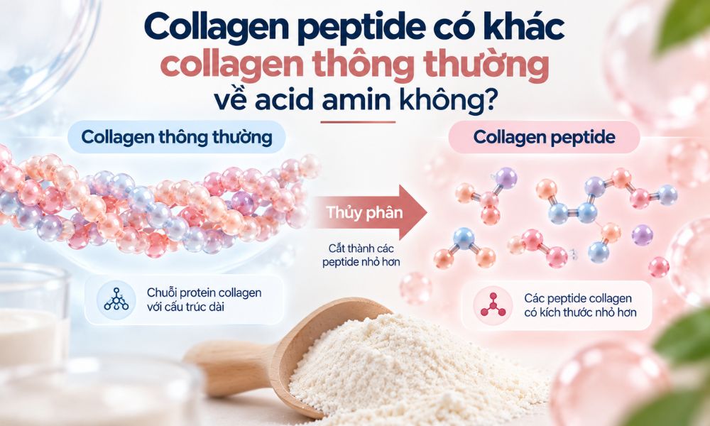 Collagen peptide có khác collagen thông thường về acid amin không, sự khác biệt về cấu trúc peptide và thành phần acid amin