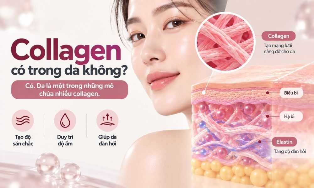 Collagen có trong da không, vai trò của collagen type I và type III trong cấu trúc lớp hạ bì