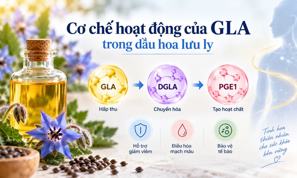 GLA trong dầu hoa lưu ly hoạt động như thế nào, cơ chế chuyển hóa GLA thành DGLA và PGE1