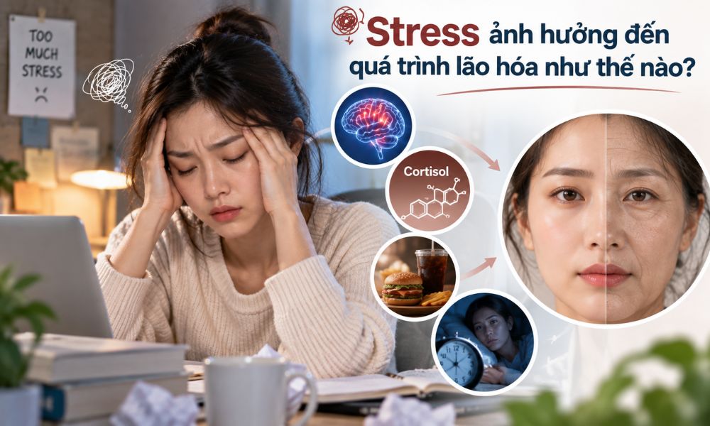 Stress ảnh hưởng đến quá trình lão hóa, vai trò của cortisol, giấc ngủ và sức khỏe tinh thần