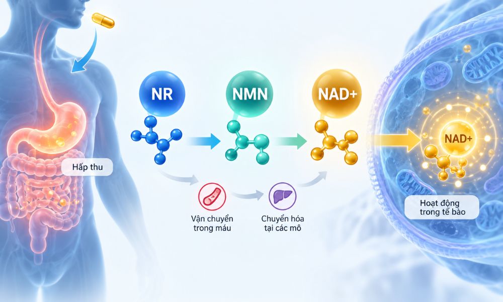 NMN khác NR như thế nào, quá trình chuyển hóa NMN và NR thành NAD+
